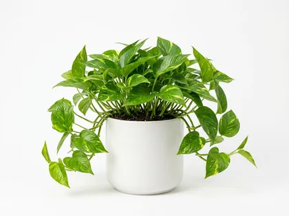 Planta de interior potus